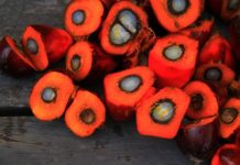Generi alimentari, boom acquisto prodotti senza olio di palma