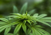 Cannabis light, rischio chiusura per migliaia di esercizi commerciali