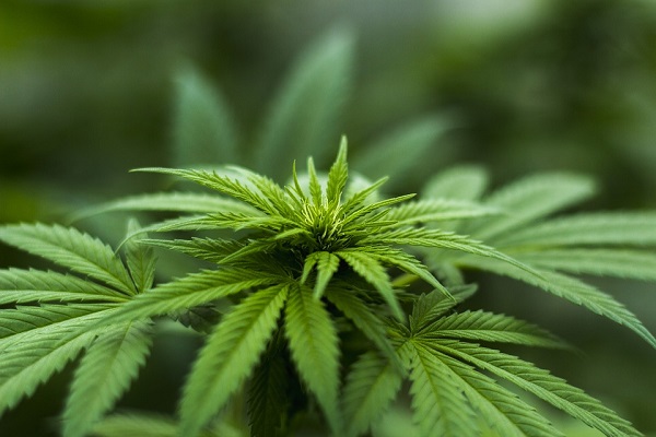 Cannabis light, rischio chiusura per migliaia di esercizi commerciali