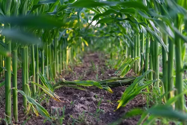 Piogge tropicali, mezzo miliardo di danni agricoltura con ultima ondata maltempo